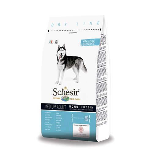 Schesir ����� ����� ���� � ����� ��� ����� ������� �����, 12 ��