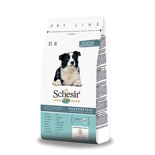 Schesir ����� ����� ���� ��� ������ ������� �����, 12 ��